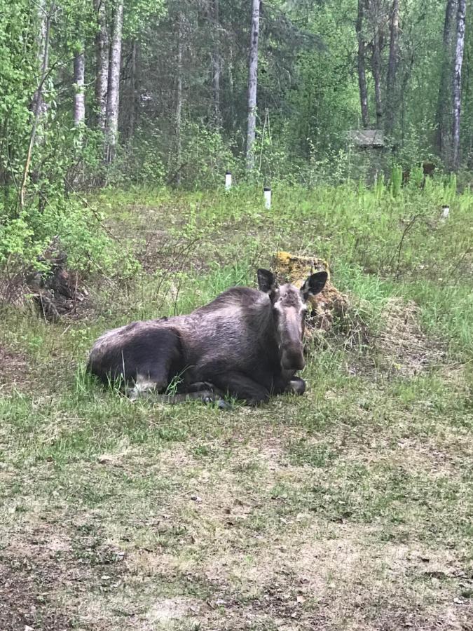 Meandering Moose Lodging Талкитна Екстериор снимка