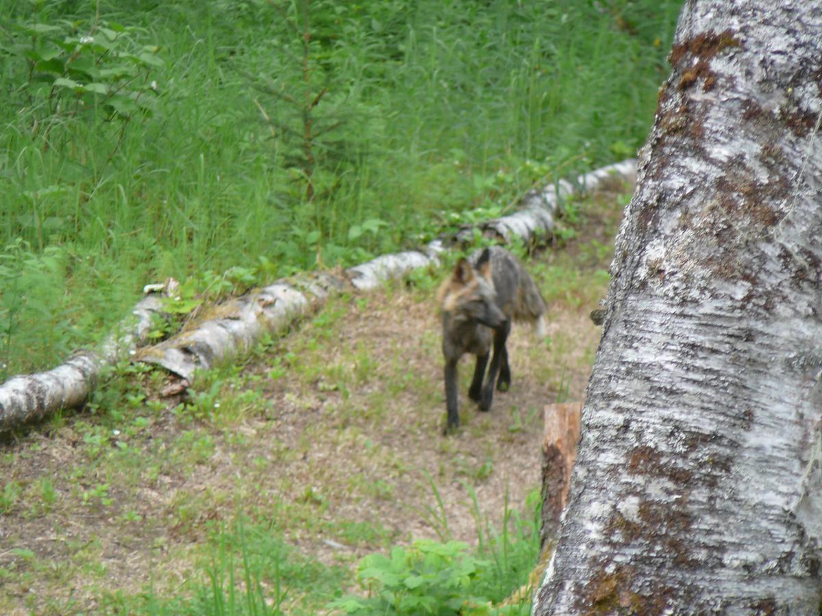 Meandering Moose Lodging Талкитна Екстериор снимка